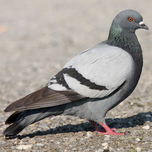 Les pigeons dans la résidence
